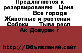 Предлагаются к резервированию › Цена ­ 16 000 - Все города Животные и растения » Собаки   . Тыва респ.,Ак-Довурак г.